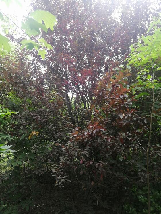 Ϸ**@ֹ޹˾λںϷ**_(ki)l(f)^(q)**^(q)**248.265ϵľЈ(chng)r(ji)u(png)