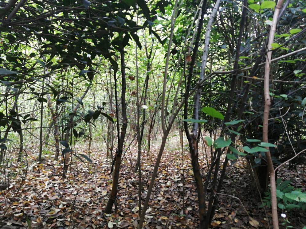 Ϸ**@ֹ޹˾λںϷ**_(ki)l(f)^(q)**^(q)**248.265ϵľЈ(chng)r(ji)u(png)