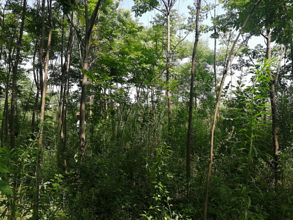 Ϸ**@ֹ޹˾λںϷ**_(ki)l(f)^(q)**^(q)**248.265ϵľЈ(chng)r(ji)u(png)